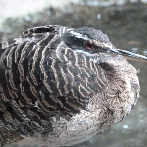 Sunbittern -Zoologischer Garten Berlin (2024)