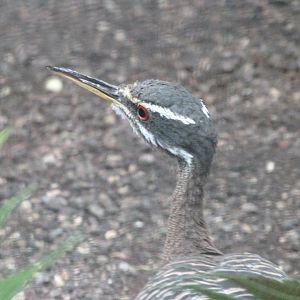 Sunbittern -Zoologischer Garten Berlin (2024)