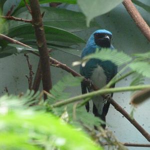 Swallow tanager -Zoologischer Garten Berlin (2024)