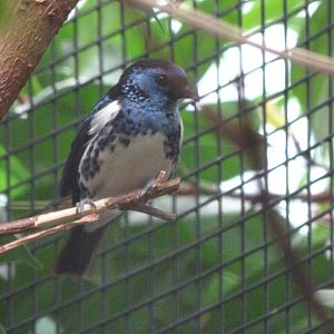 Turquoise tanager -Zoologischer Garten Berlin (2024)