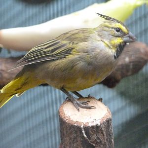 Yellow cardinal -Zoologischer Garten Berlin (2024)