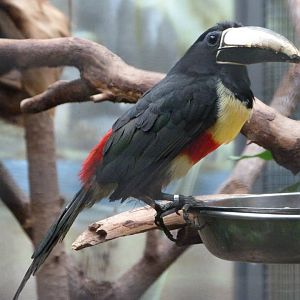 Black-necked aracari -Zoologischer Garten Berlin (2024)
