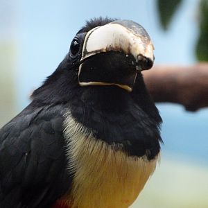 Black-necked aracari -Zoologischer Garten Berlin (2024)