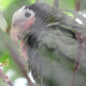 Cuban amazon -Zoologischer Garten Berlin (2024)