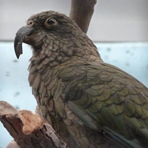 Kea -Zoologischer Garten Berlin (2024)