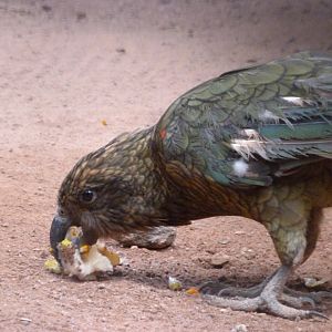 Kea -Zoologischer Garten Berlin (2024)