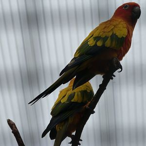 Sun conure -Zoologischer Garten Berlin (2024)