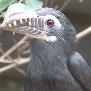 Visayan hornbill -Zoologischer Garten Berlin (2024)
