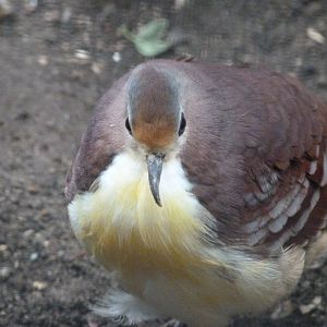 Cinnamon ground dove -Zoologischer Garten Berlin (2024)