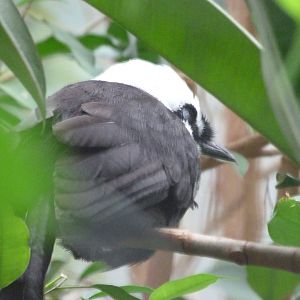 Sumatran laughingthrush -Zoologischer Garten Berlin (2024)