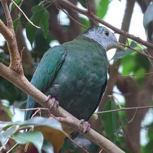 Black-naped fruit dove -Zoologischer Garten Berlin (2024)