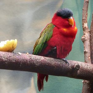 Purple-naped lorikeet -Zoologischer Garten Berlin (2024)