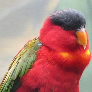 Purple-naped lorikeet -Zoologischer Garten Berlin (2024)