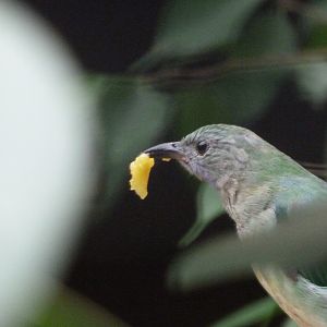 Orange-bellied leafbird -Zoologischer Garten Berlin (2024)