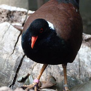 White-naped pheasant pigeon -Zoologischer Garten Berlin (2024)