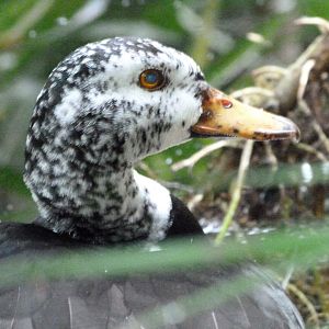 White-winged duck -Zoologischer Garten Berlin (2024)