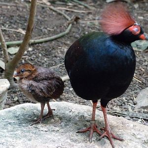 Crested partridge -Zoologischer Garten Berlin (2024)