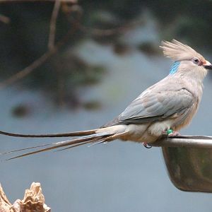 Blue-naped mousebird -Zoologischer Garten Berlin (2024)