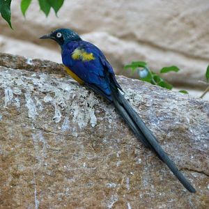 Golden-breasted starling -Zoologischer Garten Berlin (2024)