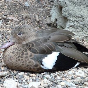 Madagascar teal -Zoologischer Garten Berlin (2024)
