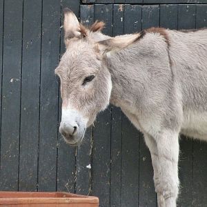 Mediterranean miniature donkey -Zoologischer Garten Berlin (2024)