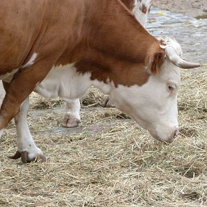 Hinterwald cattle -Zoologischer Garten Berlin (2024)