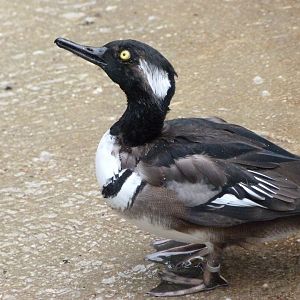 Hooded merganser -Zoologischer Garten Berlin (2024)