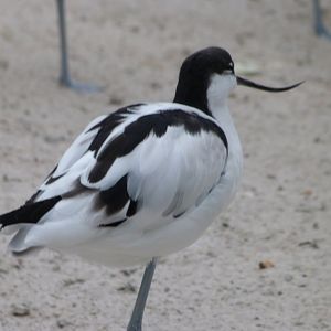 Pied avocet -Zoologischer Garten Berlin (2024)