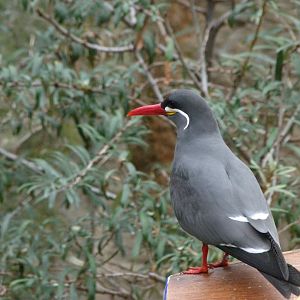 Inca tern -Zoologischer Garten Berlin (2024)