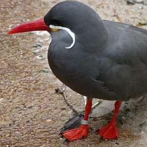 Inca tern -Zoologischer Garten Berlin (2024)
