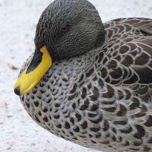Yellow-billed duck -Zoologischer Garten Berlin (2024)