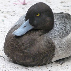 Greater scaup -Zoologischer Garten Berlin (2024)