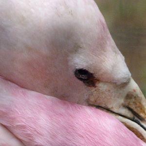 Andean flamingo -Zoologischer Garten Berlin (2024)