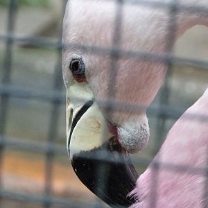 Andean flamingo -Zoologischer Garten Berlin (2024)