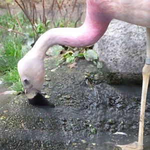 Andean flamingo -Zoologischer Garten Berlin (2024)