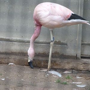Andean flamingo -Zoologischer Garten Berlin (2024)
