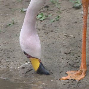 James' flamingo -Zoologischer Garten Berlin (2024)