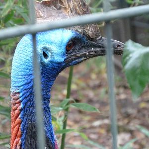 Southern cassowary -Zoologischer Garten Berlin (2024)