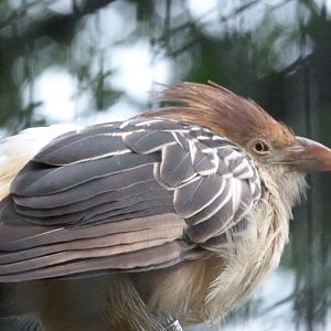 Guira cuckoo -Zoologischer Garten Berlin (2024)