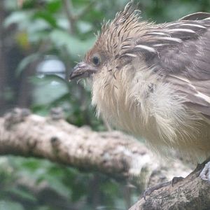 Guira cuckoo -Zoologischer Garten Berlin (2024)