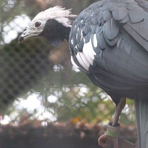 Blue-throated piping guan -Zoologischer Garten Berlin (2024)