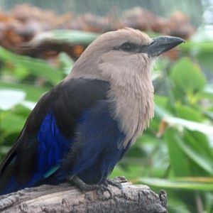 Blue-bellied roller -Zoologischer Garten Berlin (2024)