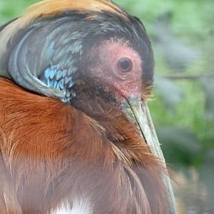 Madagascar crested ibis -Zoologischer Garten Berlin (2024)