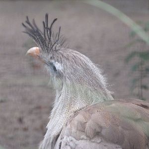 Red-legged seriema -Zoologischer Garten Berlin (2024)