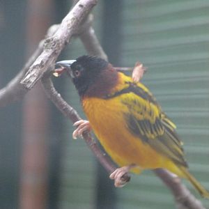 Village weaver -Zoologischer Garten Berlin (2024)