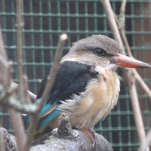 Brown-hooded kingfisher -Zoologischer Garten Berlin (2024)