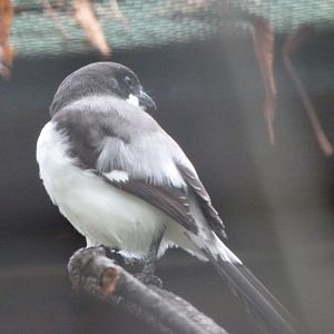 Long-tailed fiscal -Zoologischer Garten Berlin (2024)