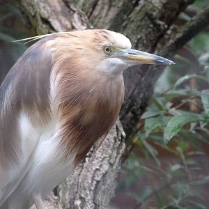 Javan pond heron -Zoologischer Garten Berlin (2024)