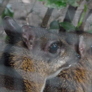 Javan chevrotain -Zoologischer Garten Berlin (2024)