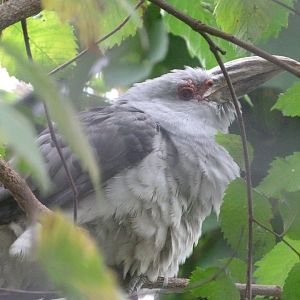 Channel-billed cuckoo -Zoologischer Garten Berlin (2024)